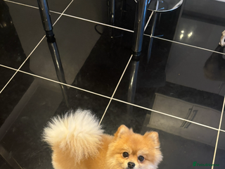 Pomeranian dogs in Hull - Advert 13
