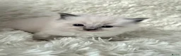 Ragdoll cats for sale: Ragdoll Kittens 😸 ♥️ - Advert 22