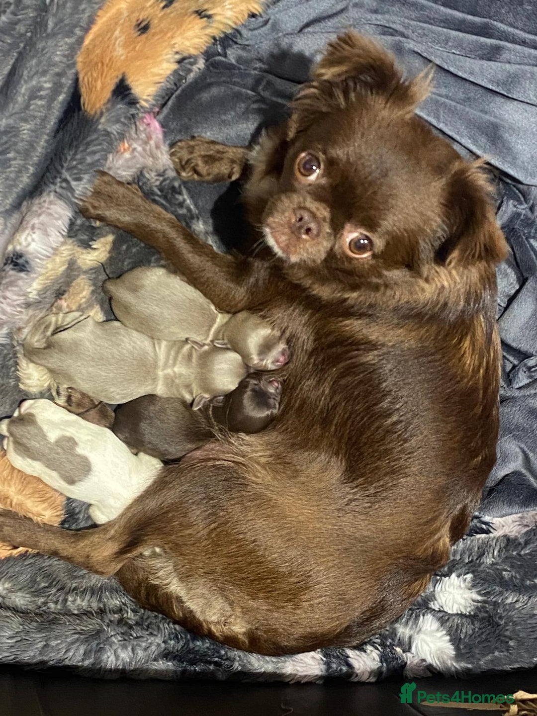 Chihuahua dogs for sale: 💙💙 Beautiful boys - very fluffy Chihuahuas 💙💙 - Image 4