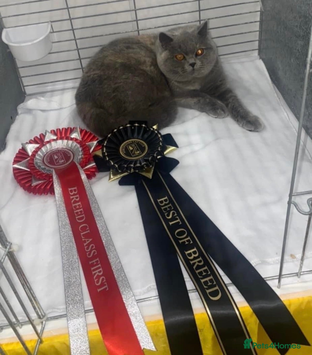 British Shorthair cats Retired GCCF Champion girls  - Advert 1