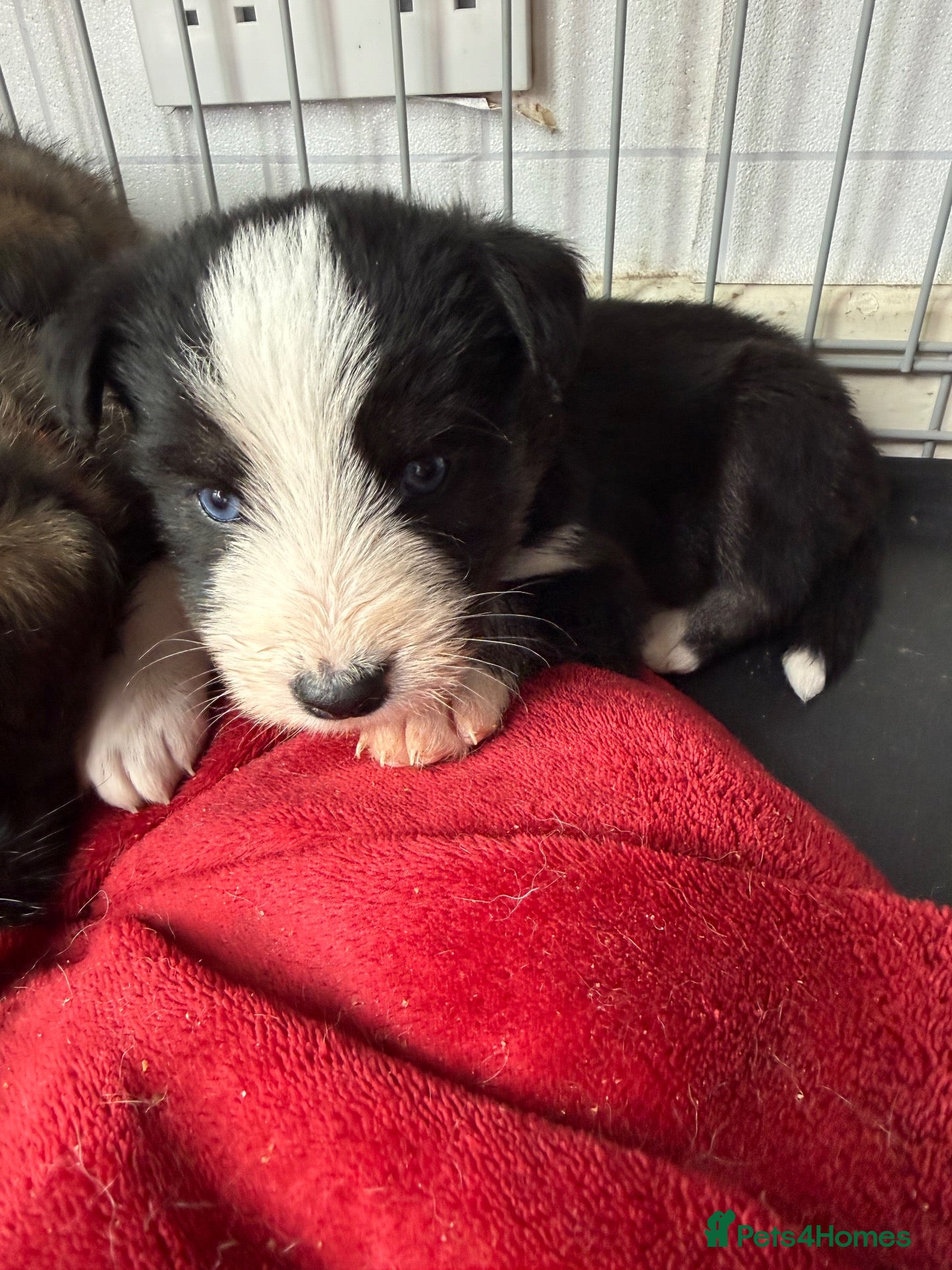 Mixed Breed dogs Labradoodle × Siberian Husky Puppies - Advert 8