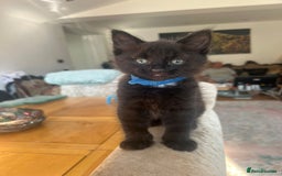 Norwegian Forest Cat cats for sale: Brown Norwegian Forest Cats  in Coventry - Image 8