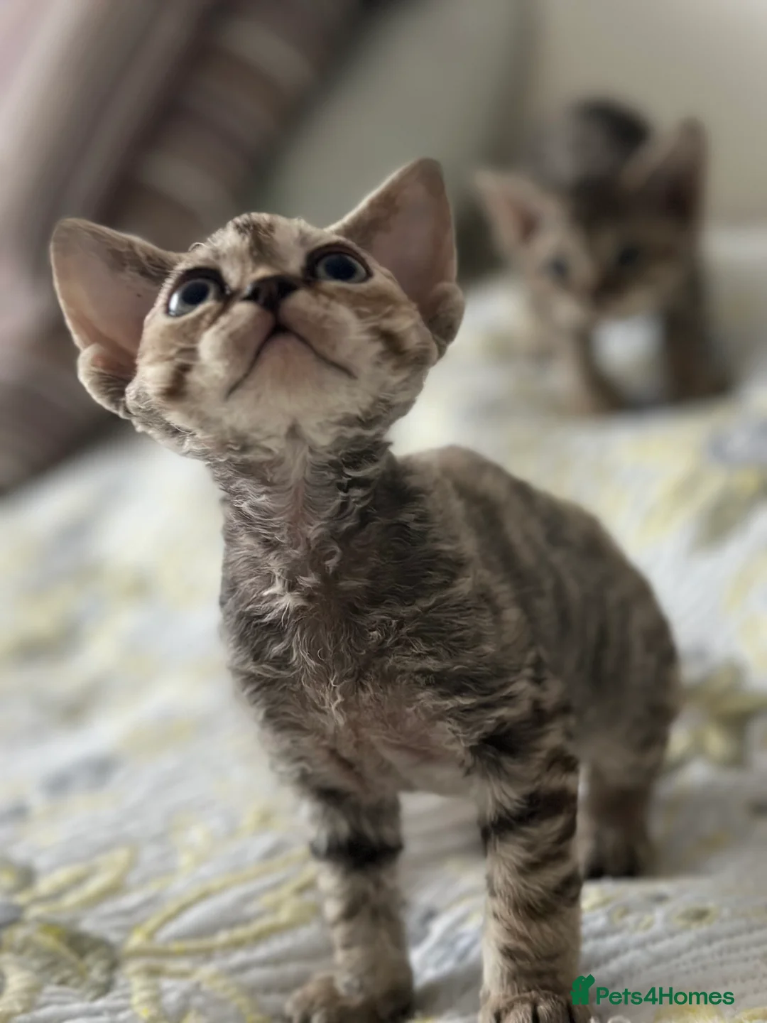 Devon Rex cats for sale: Devon  in London - Advert 13