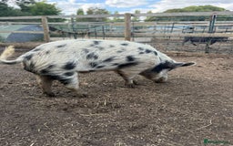 Pig livestock for sale: Micro Pig Proven Boar - Image 2