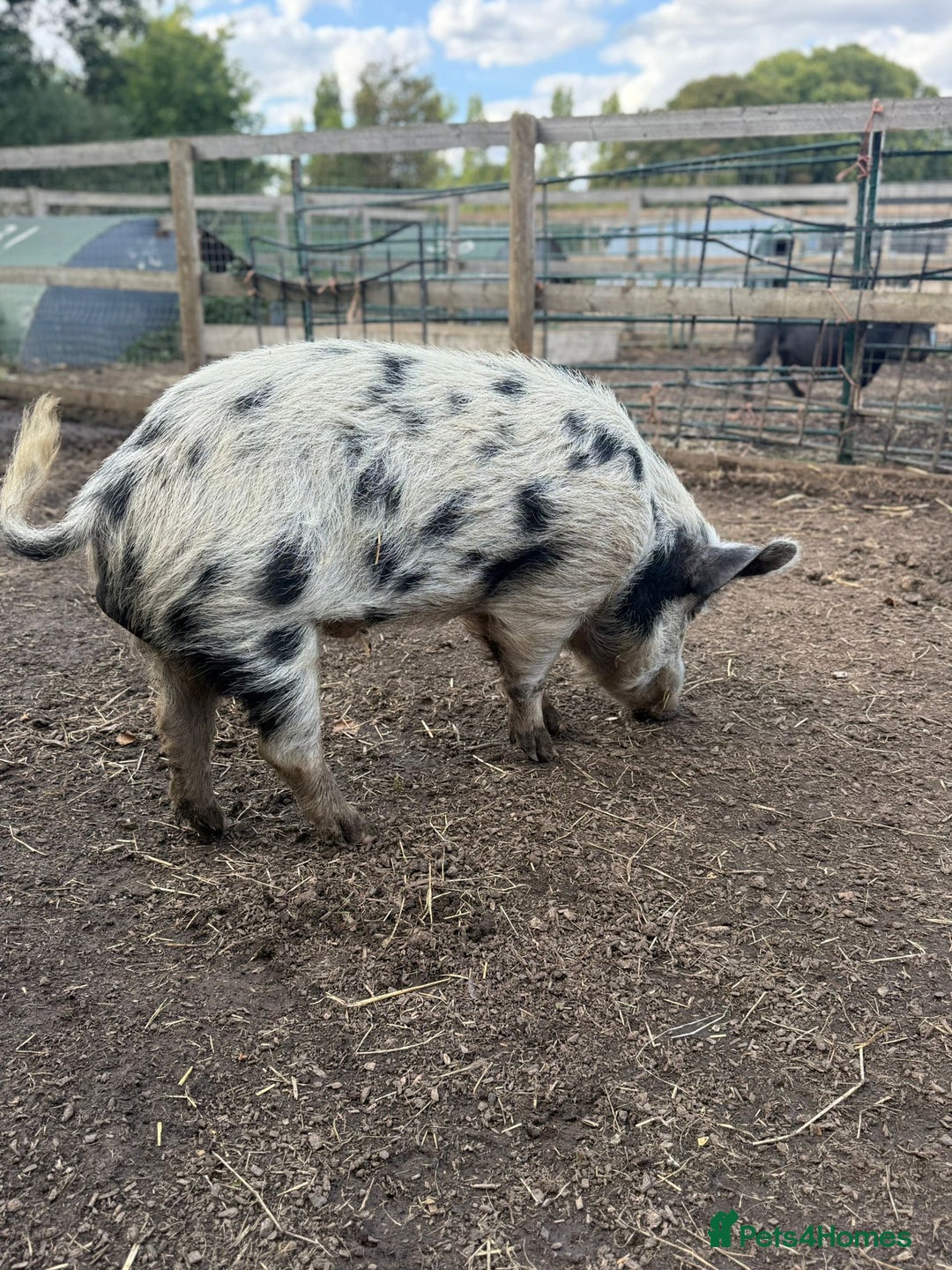 Pig livestock for sale: Micro Pig Proven Boar - Image 2