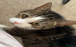 Domestic Shorthair cats for sale: Two cats for rehoming (for free ignore the price)  - Image 4