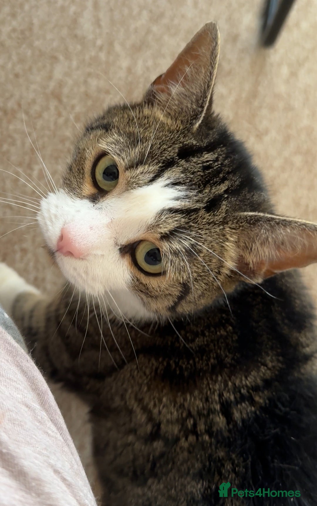 Domestic Shorthair cats for sale: Two cats for rehoming (for free ignore the price)  - Image 4