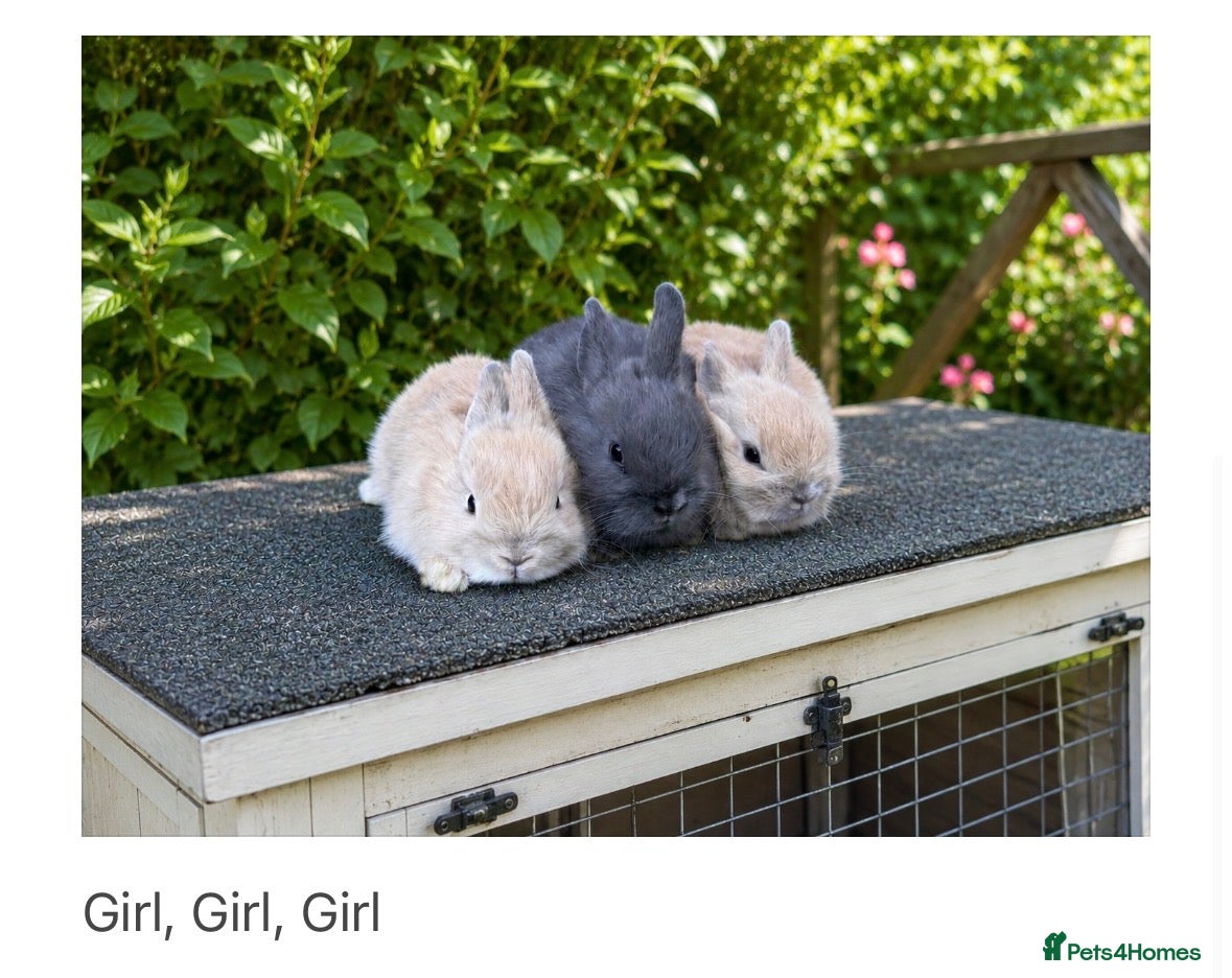 Netherland Dwarf rabbits ❤️ Beautiful Pure Netherland Dwarf Baby Bunnies ❤️ - Advert 2