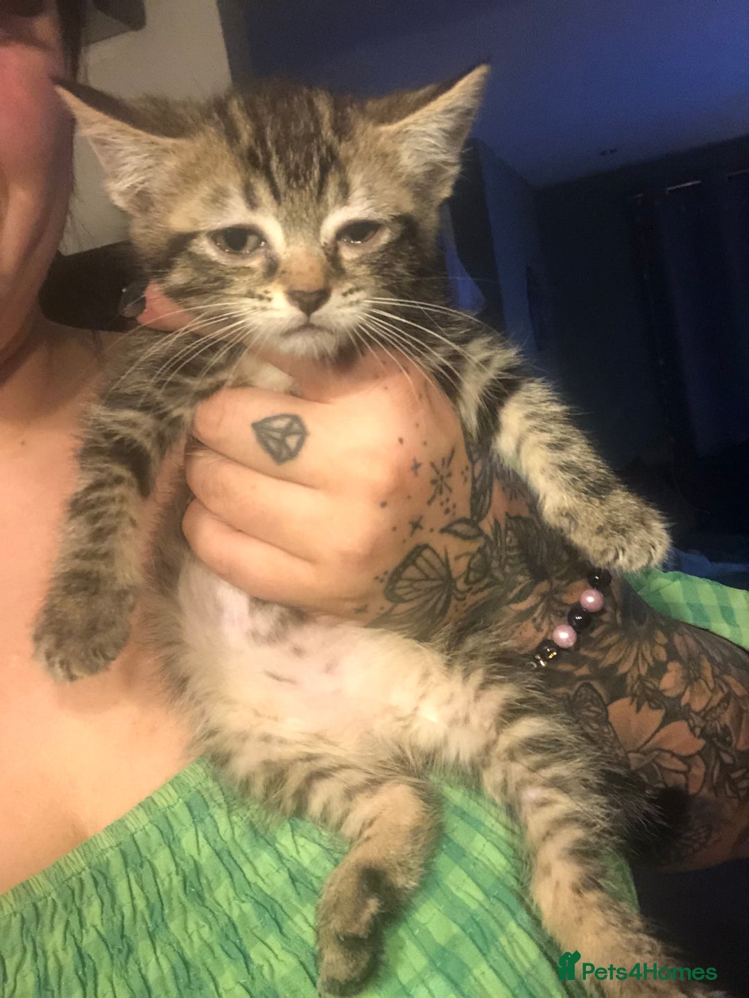 Bengal cats for sale: Bengal cross female kitten - Image 3