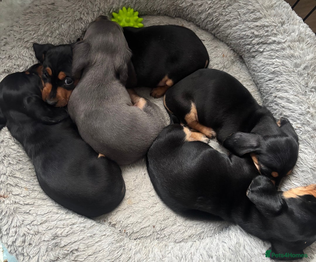 Miniature Dachshund dogs for sale: 5 Beautiful Miniature Dachshund’s  - Advert 20