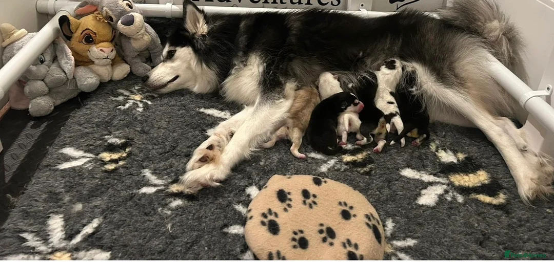 Pomsky dogs for sale: F2 Pomsky Puppies – Luna’s Pride Litter  - Advert 2