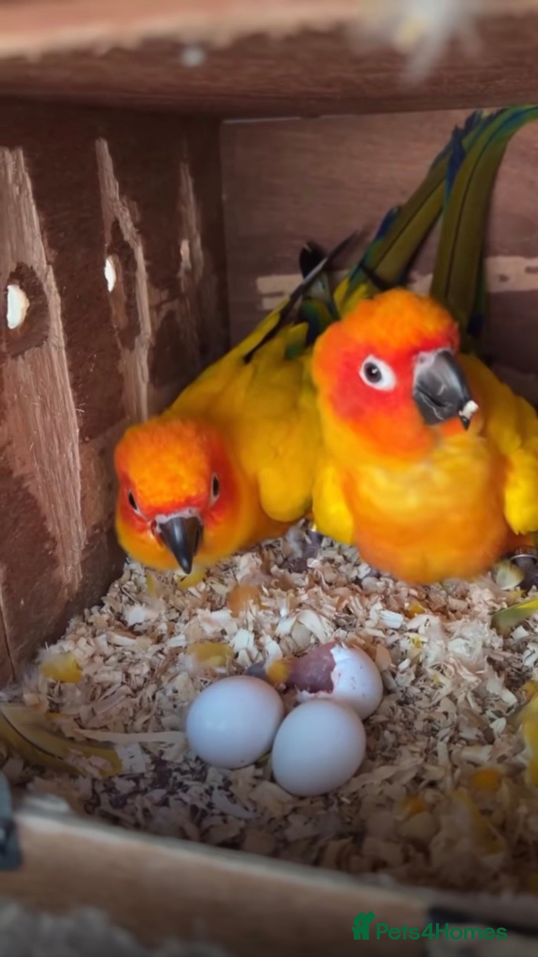 Conures birds for sale: Sun Conure Pair - Advert 3