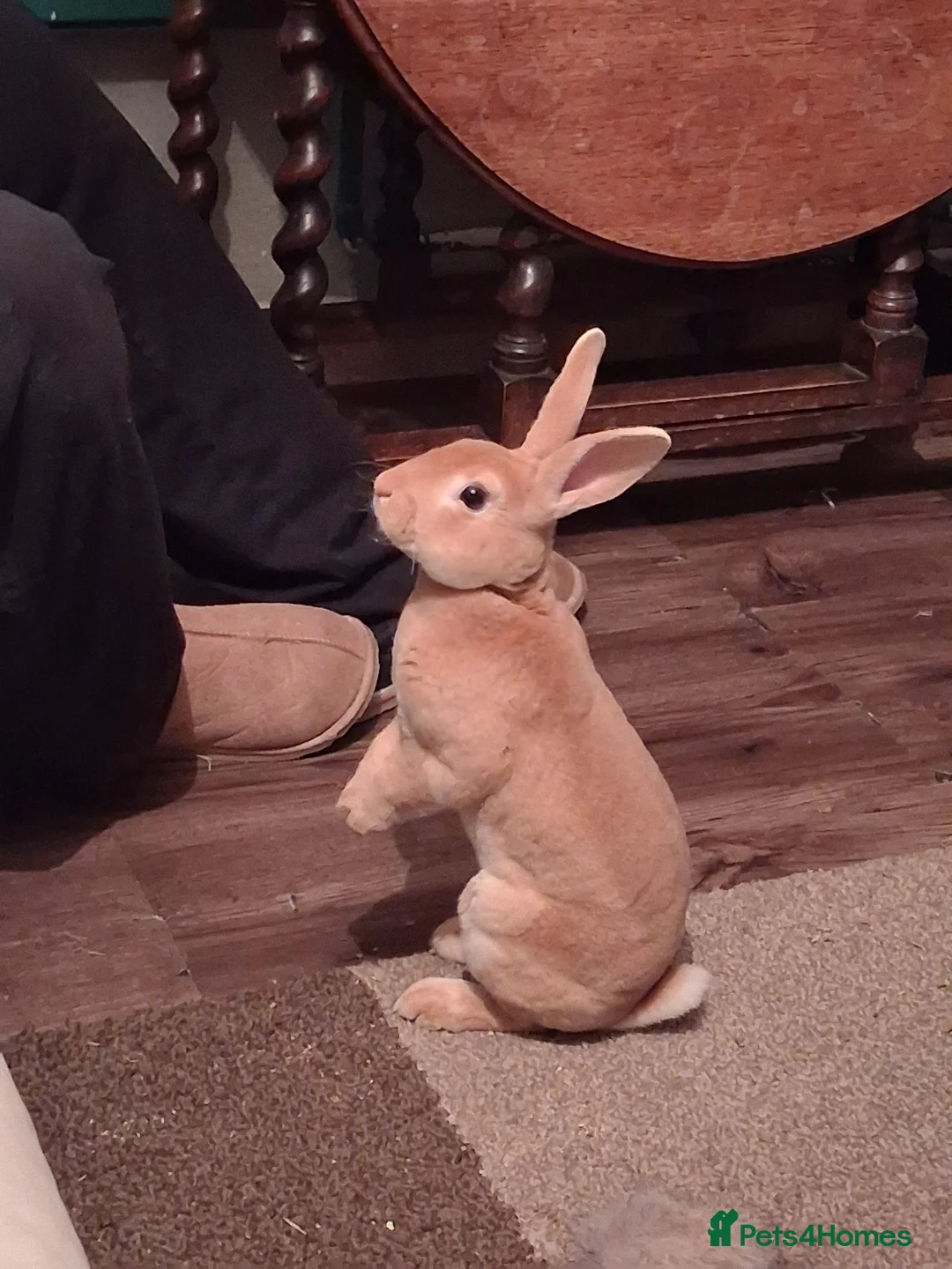 Rex rabbits for sale: Bonded pair of Mini rex rabbits - Advert 2