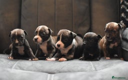 Staffordshire Bull Terrier dogs for sale: Stunning KC Staffordshire bull terrier puppies - Image 5