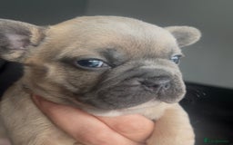 French Bulldog dogs for sale: Beautiful frenchies for sale  - Advert 6
