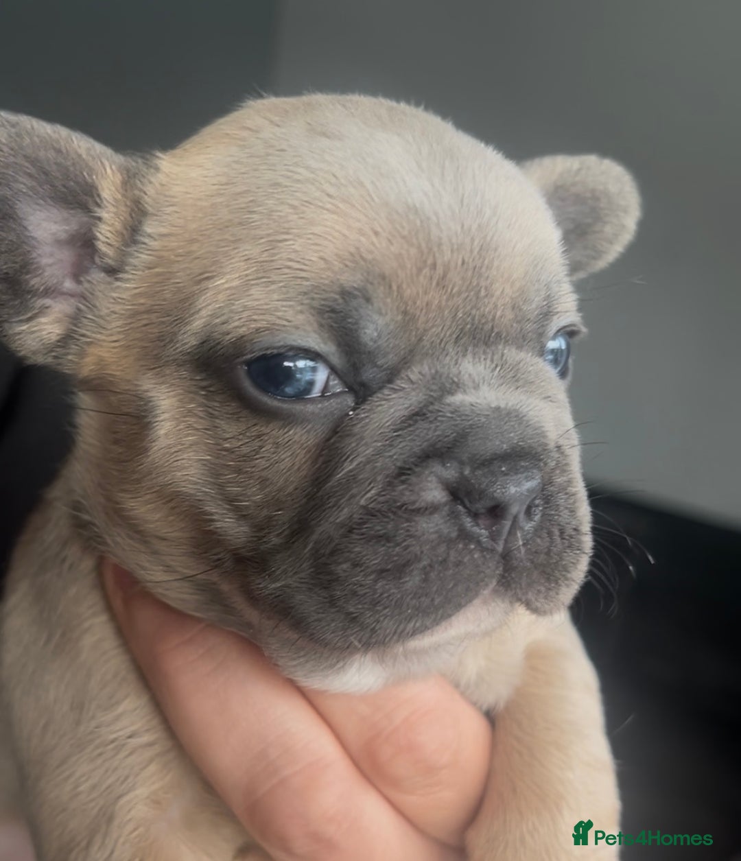 French Bulldog dogs for sale: Beautiful frenchies for sale  - Advert 6