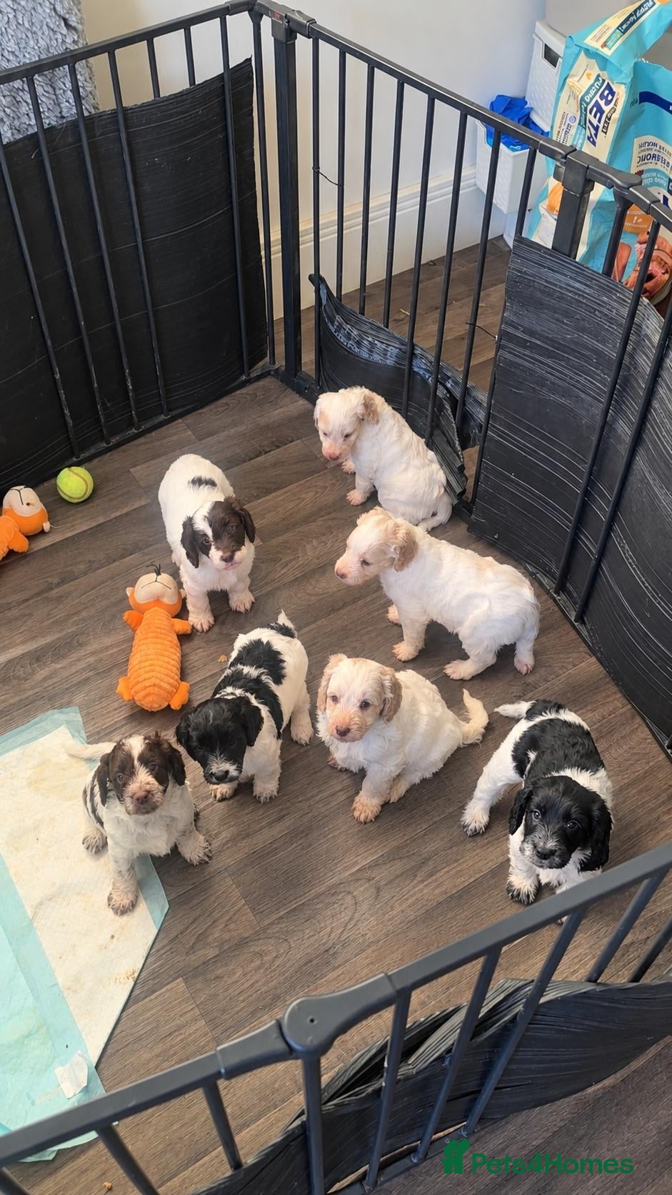 Cockapoo dogs for sale: F1 cockapoos licensed breeder - Advert 15