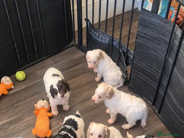 Cockapoo dogs for sale: F1 cockapoos licensed breeder - Advert 15