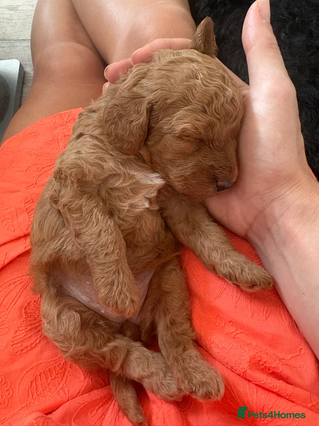Labradoodle dogs for sale: Miniature labradoodle puppies  - Advert 2