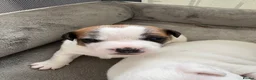 Jack Russell dogs for sale: Beautiful 6 pups for sale - Advert 4