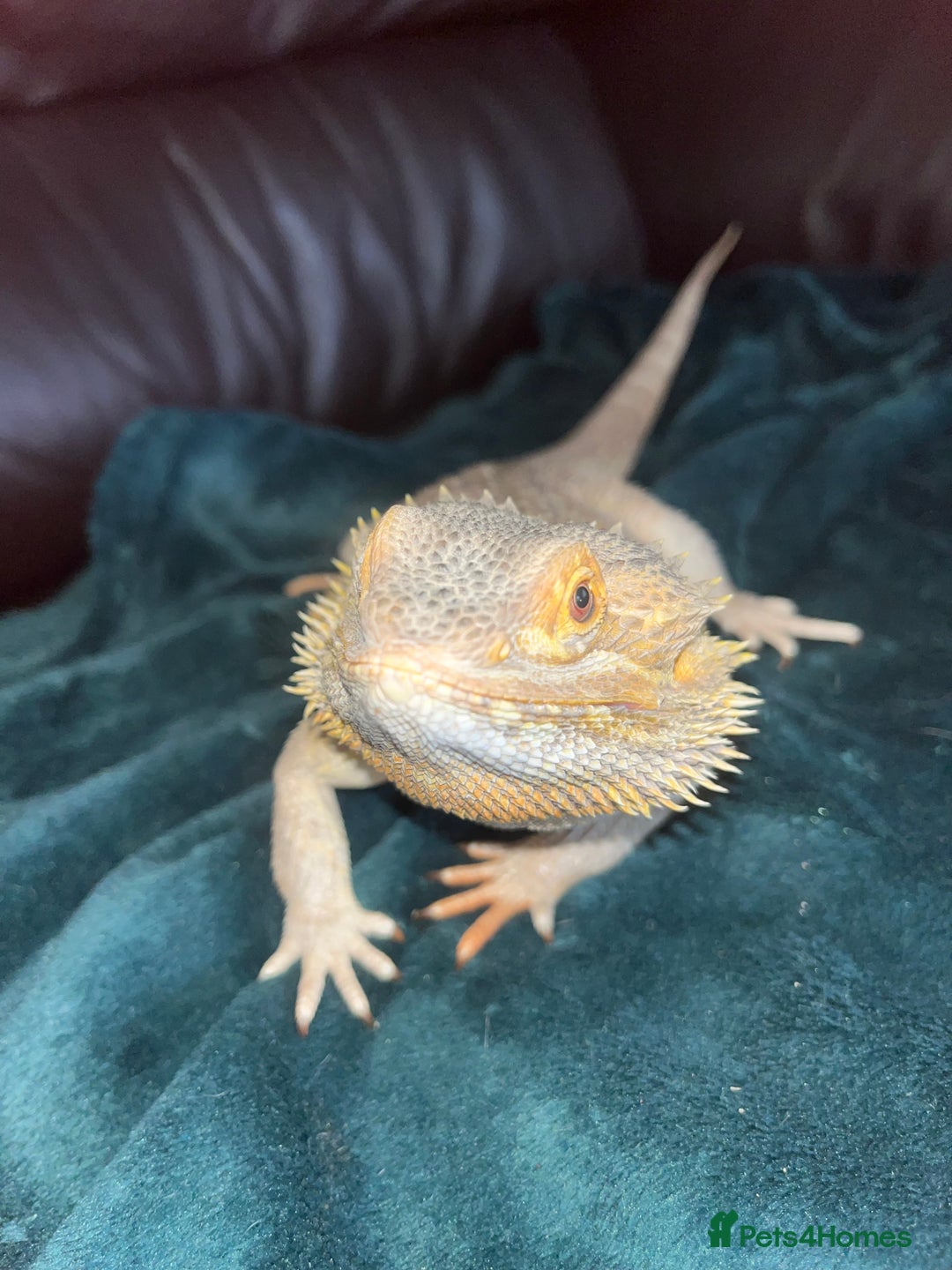 Bearded Dragon reptiles for sale: Male Bearded dragon  - Image 2