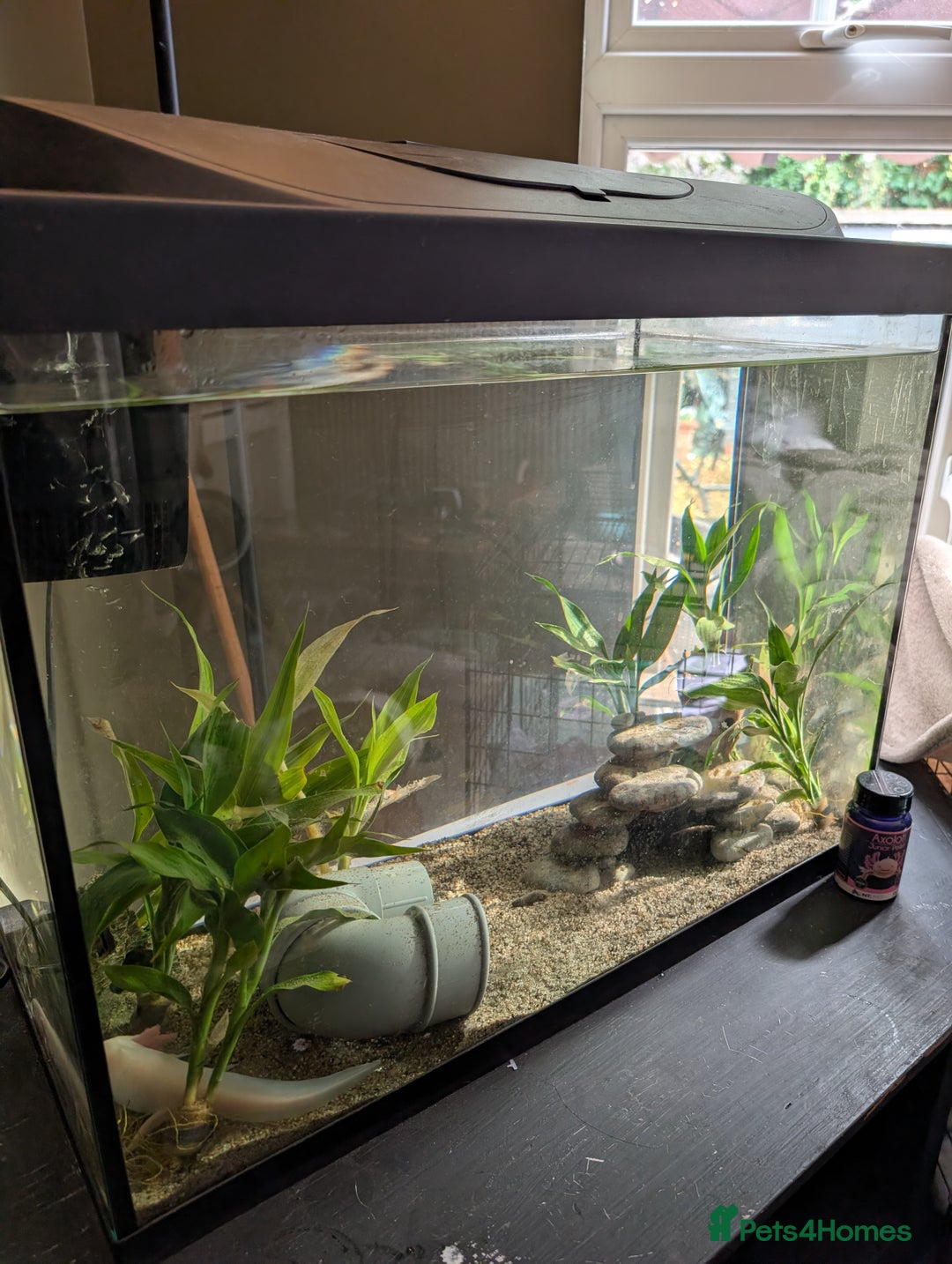 Axolotl reptiles for sale: Axolotl+ Tank and all accessories  - Image 6