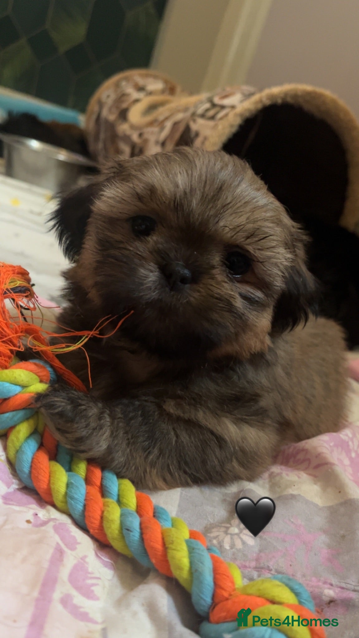 Shih Tzu dogs Beautiful litter for sale. - Advert 1