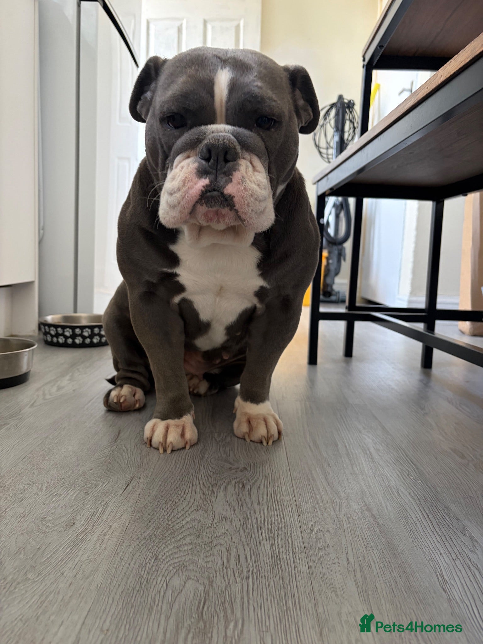 Olde English Bulldogge dogs Olde English bulldog puppies  - Advert 2