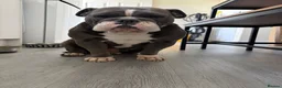Olde English Bulldogge dogs for sale: Olde English bulldog puppies  - Advert 1
