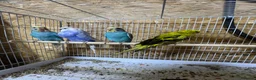 Budgerigars birds for sale: 13 budgies available  - Advert 9