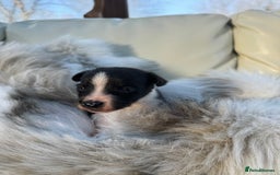 Mixed Breed dogs for sale: 🐾 Beautiful Whippet x Collie Puppies! 🐾 - Image 34