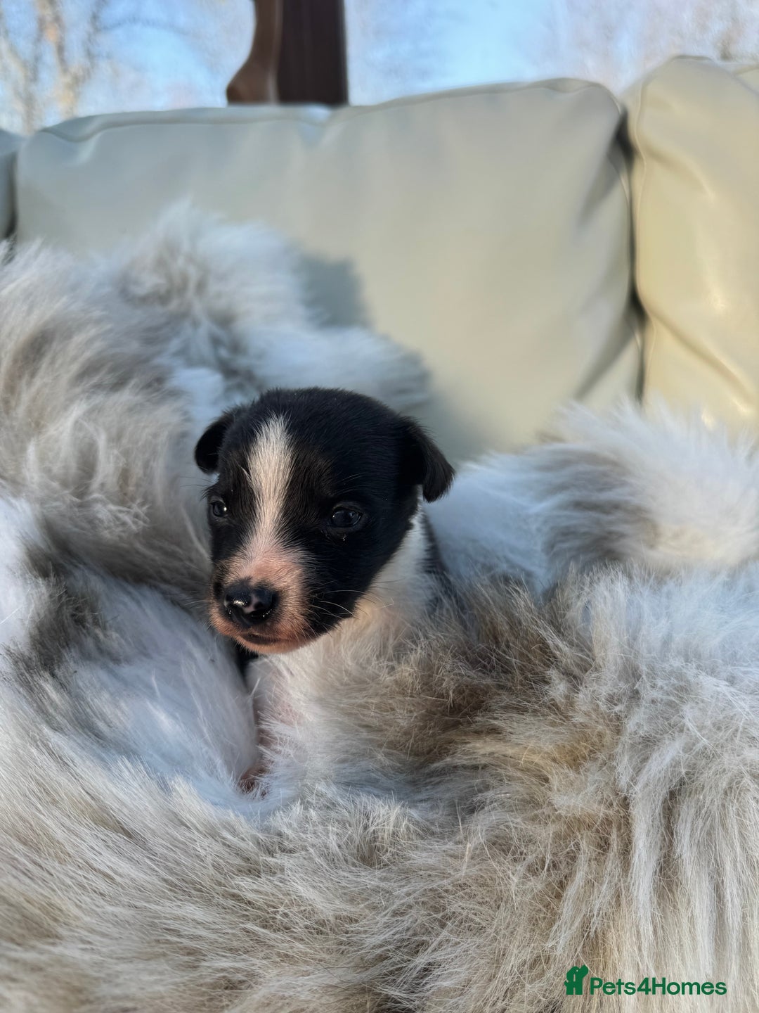 Mixed Breed dogs for sale: 🐾 Beautiful Whippet x Collie Puppies! 🐾 - Image 34
