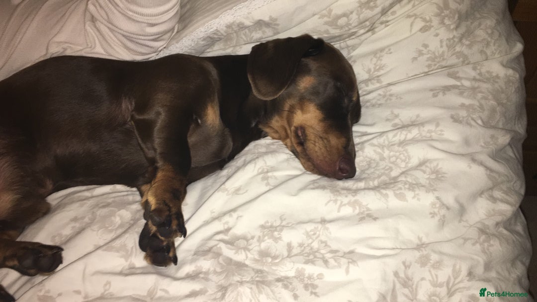 Miniature Dachshund dogs for stud: Miniature dachshund for stud - Advert 7