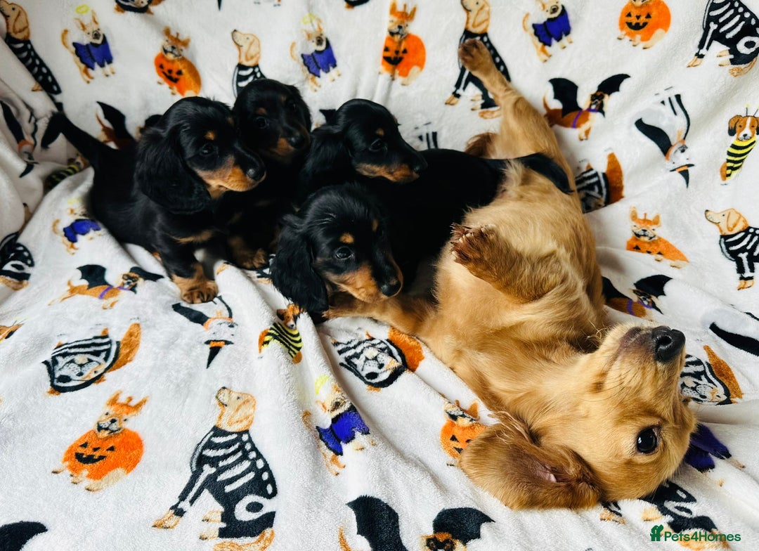 Miniature Dachshund dogs for sale: Ready NOW Stunning KC long haired mini dachshund  - Advert 2