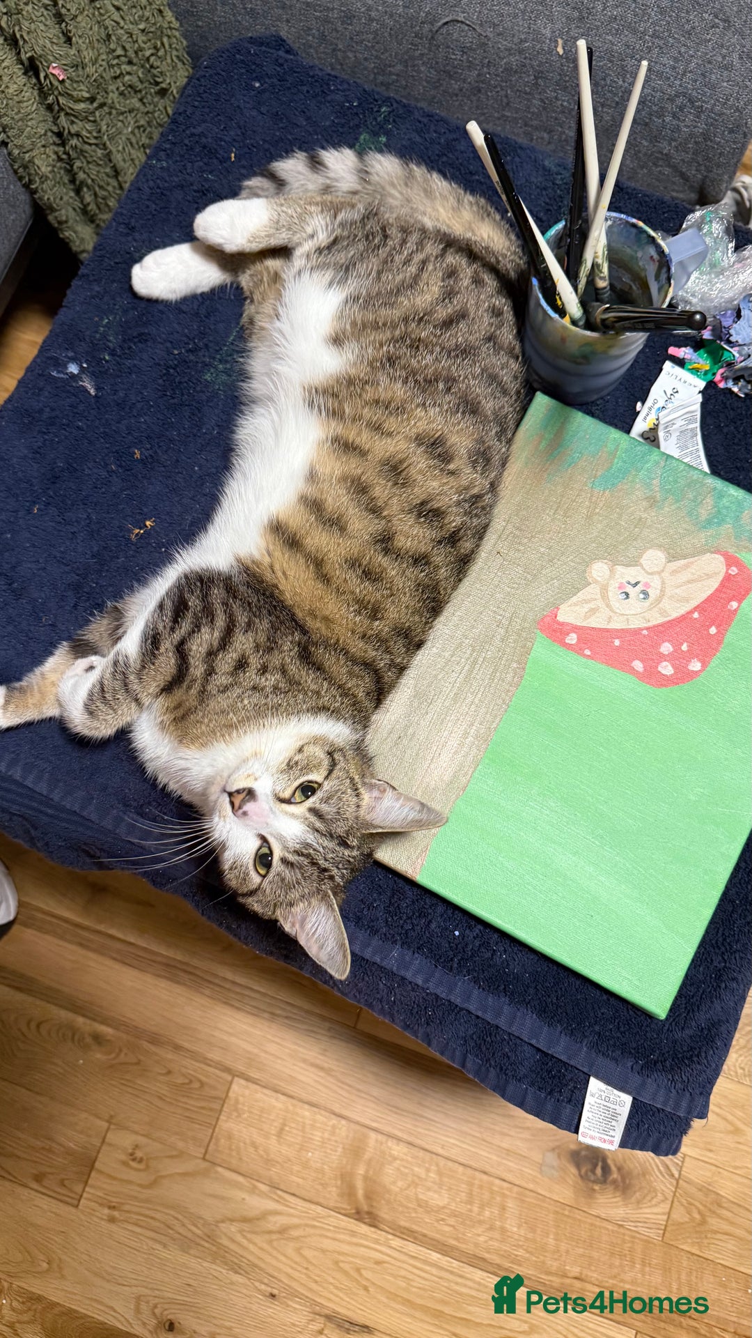 Domestic Shorthair cats for sale: Siblings looking for loving home - Image 3
