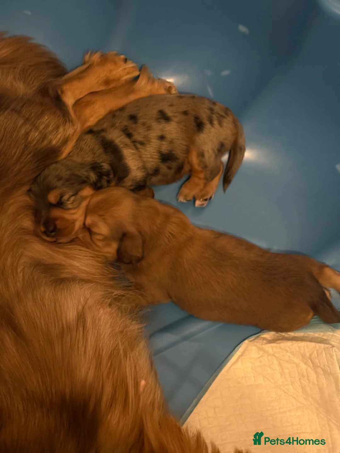 Dachshund dogs for sale: 2x Long haired dachshunds - Advert 12