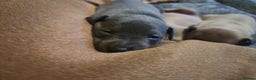 Italian Greyhound dogs for sale: Quality KC Registered Italian Greyhound puppies - Advert 5