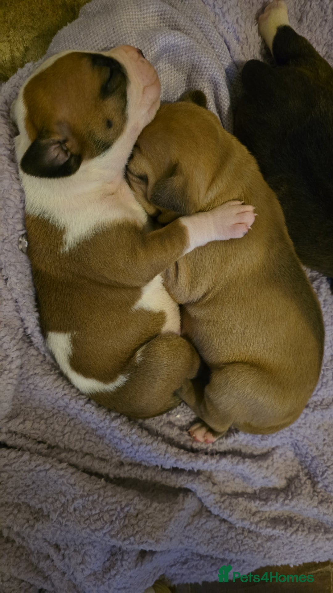 American Bulldog dogs for sale: American bulldog pups for sale - Advert 1