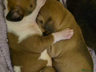 American Bulldog dogs - Advert 26