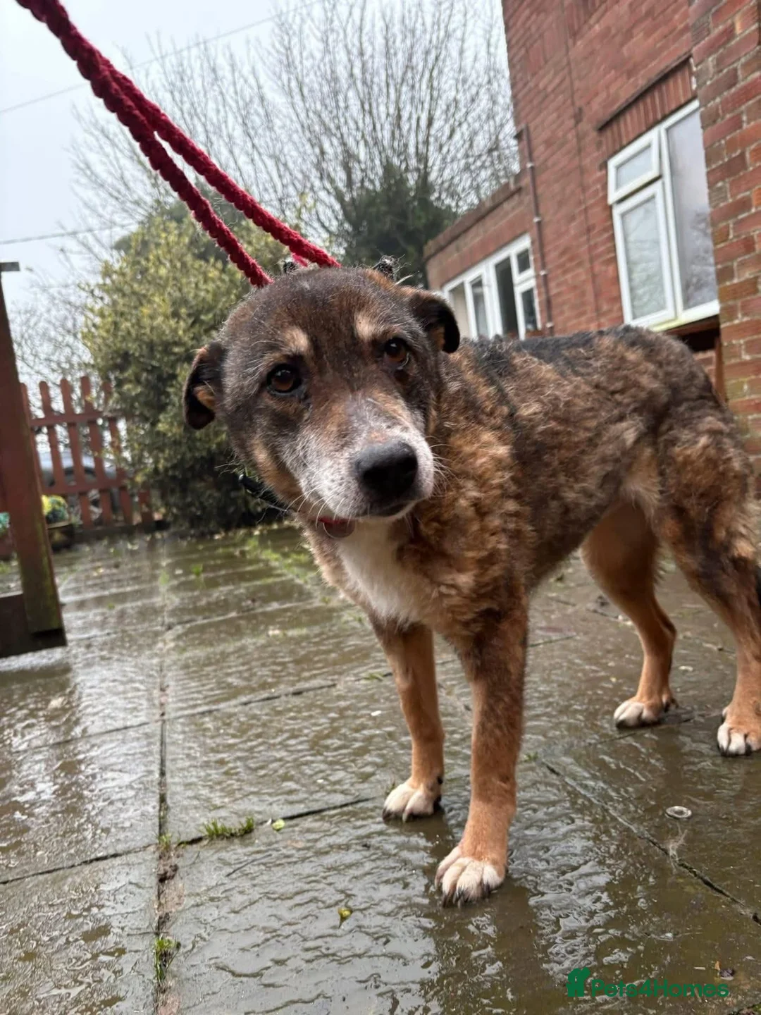 Mixed Breed dogs for adoption: Kathleen - Marleborough Wiltshire  in Marlborough - Advert 4