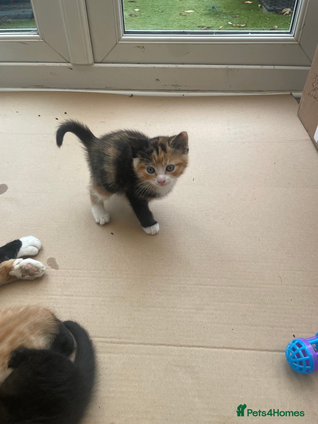 Domestic Shorthair cats for sale: Adorable kittens  - Image 4