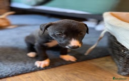 Mixed Breed dogs for sale: Lurcher cross pups - Image 6