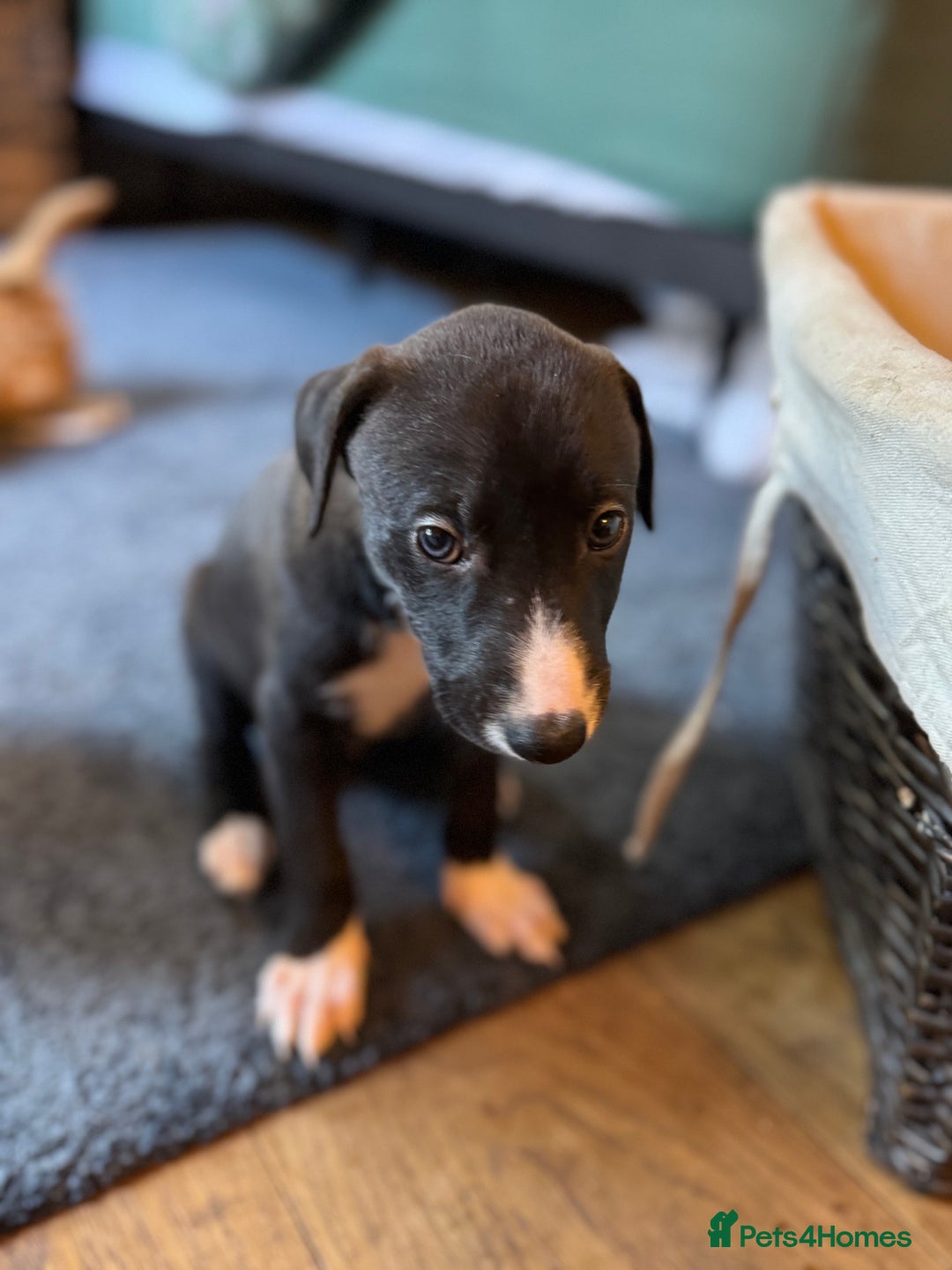 Mixed Breed dogs for sale: Lurcher cross pups - Image 6