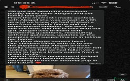Cockapoo dogs for sale: Beautiful health tested cockapoos, ready Nov 💙💗 - Image 10