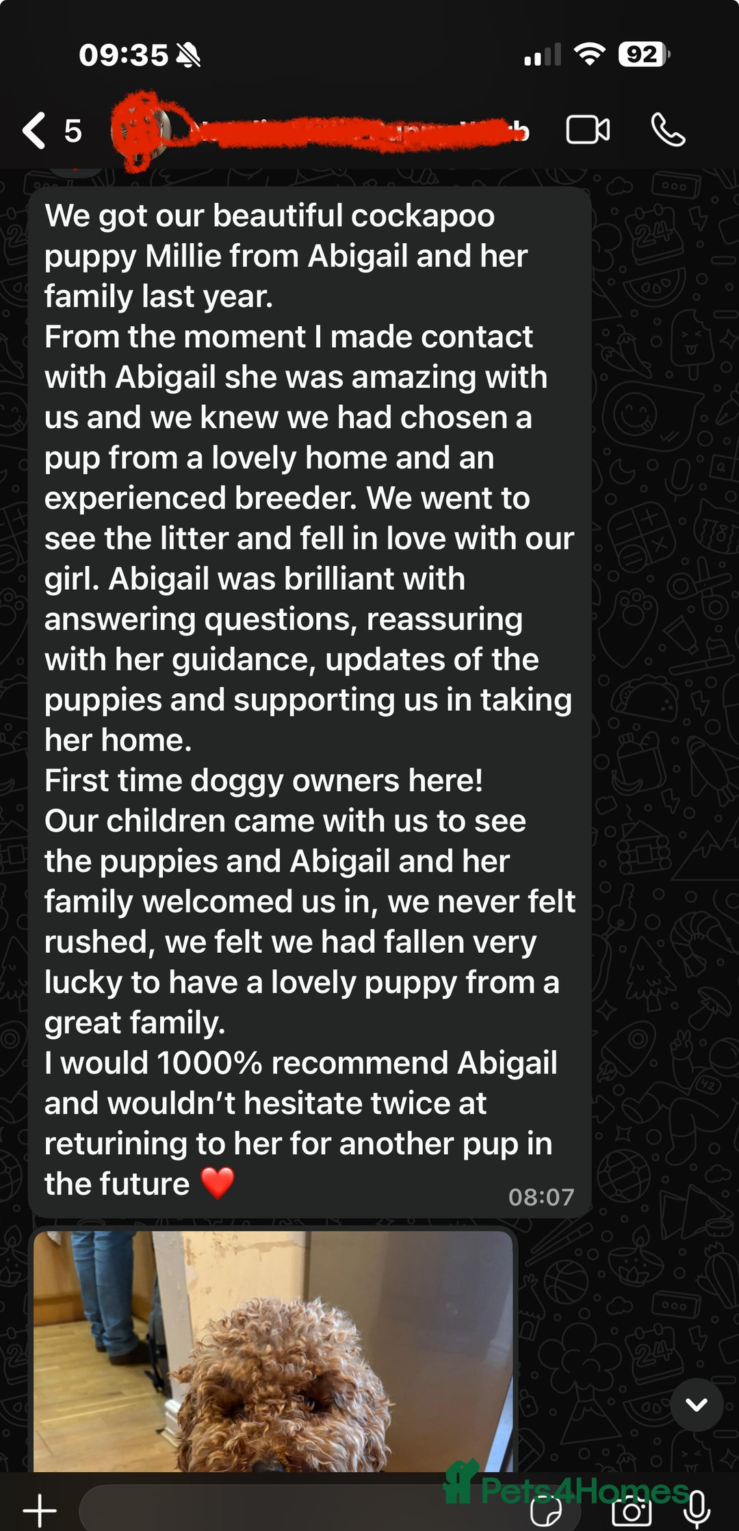 Cockapoo dogs for sale: Beautiful health tested cockapoos, ready Nov 💙💗 - Image 10
