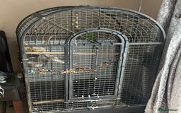 Parrots birds for sale: 2 Indian ringnecks and cage  - Image 2