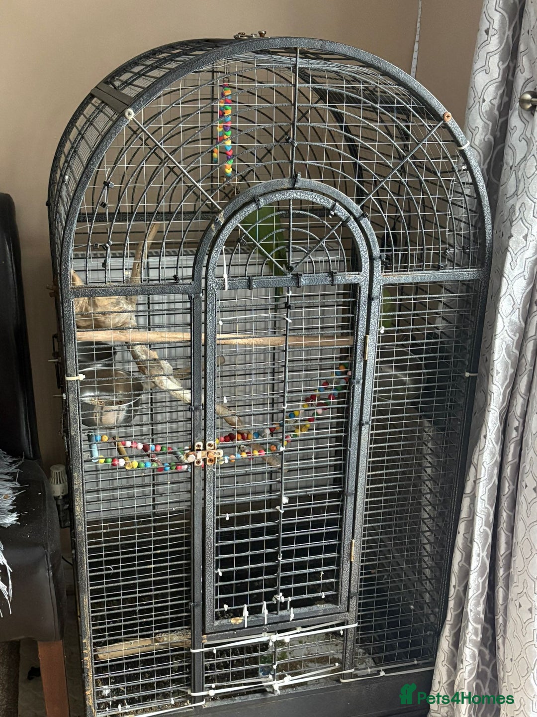 Parrots birds for sale: 2 Indian ringnecks and cage  - Image 2