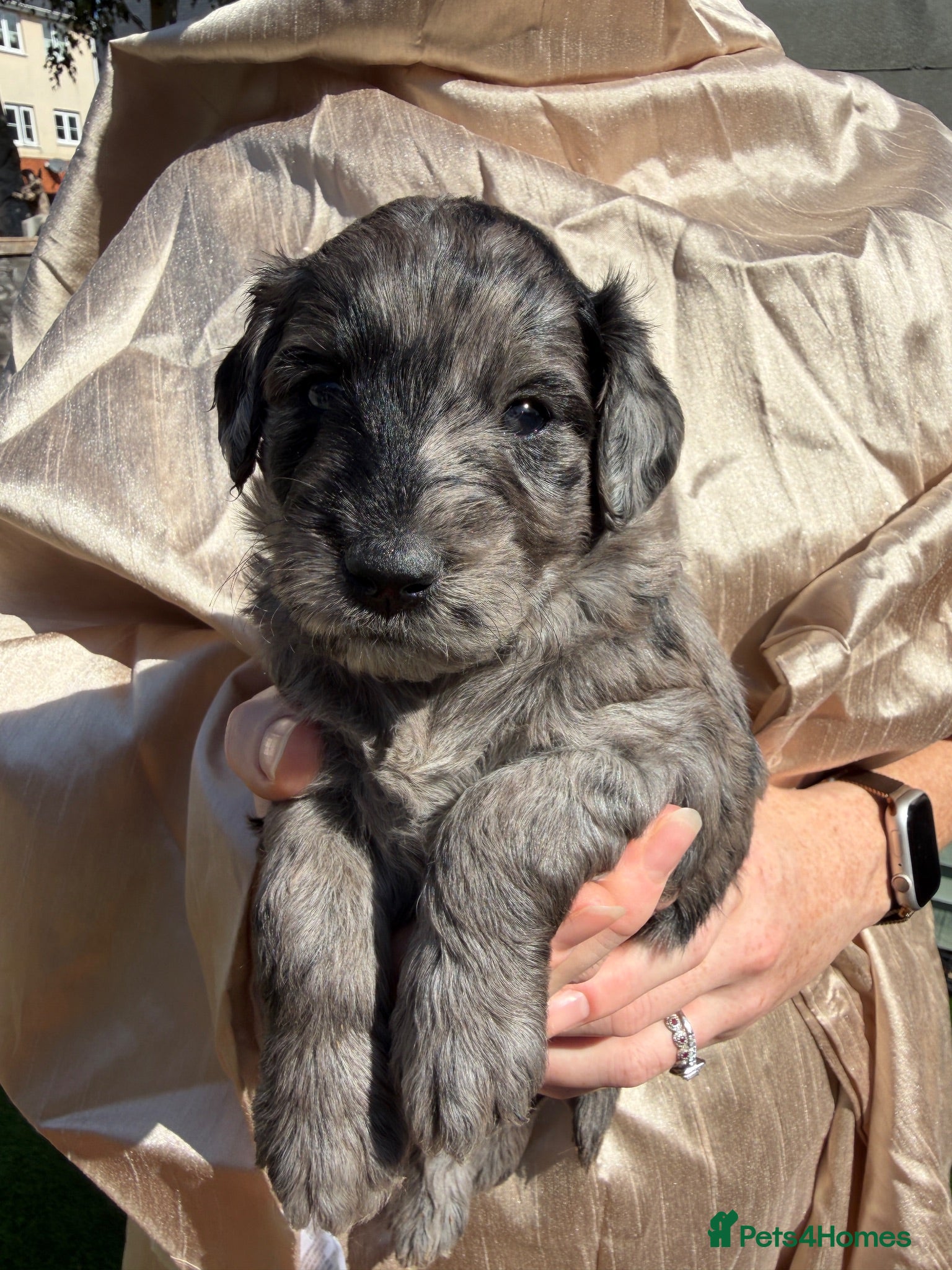 Mini Goldendoodle dogs Beautiful miniature F2b goldendoodles.  - Advert 1