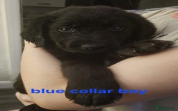 Labrador Retriever dogs for sale: Chunky pups ready now - Advert 18