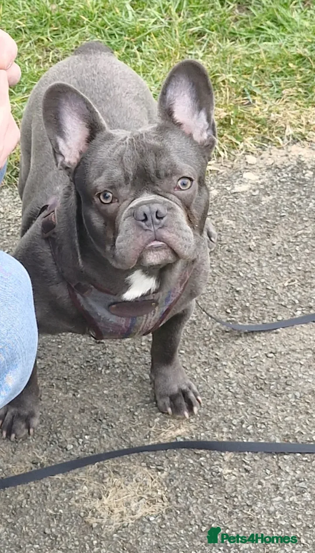 French Bulldog dogs for sale: Blu - beautiful blue coat - Advert 3